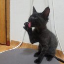 지동닭갈비 이미지