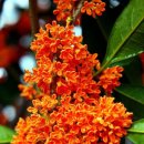 계수나무 이미지