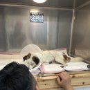 제일동물병원 | 군산 동물병원 : 야간진료 24시 제일동물병원에서 응급수술 후기