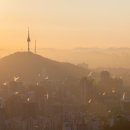 식물안 이미지