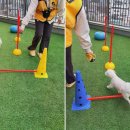 옐레드 애견유치원 & 애견호텔 대전노은점 이미지