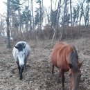 들레목장 네이버블로그