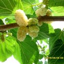 김두식농장 이미지