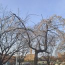 GS25 평택대정문점 | 평택대에서 벚꽃축제의 진수를 맛보다~ 2025 벚꽃, 평택대에 머물다~