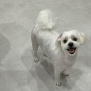 내동애견 이미지