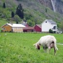 스타인목장 이미지