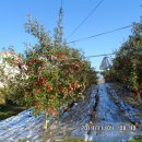 청강농원 이미지