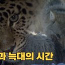 표범과 늑대의 시간 속으로 아무르 제2편 타이가의 혼 Into the time the wolf: 'Amur' Part 2 Taiga's 이미지