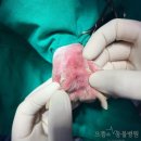 으뜸원동물병원 이미지