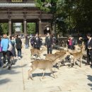 일본 나라에 야생사슴들 이미지