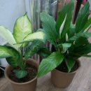 사파동358 이미지