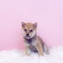 내품안의반려견광명점 이미지