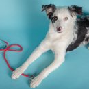 안양유지사료 이미지