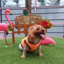 마이달링독 이미지