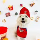 놀러오개 애견유치원 애견호텔 동대문점 이미지