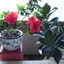 꽃보다 보세 이미지