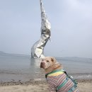 합덕리 | [충남 당진 여행] 대형견과 떠나는 여행 2일차 | 당진 여행 필수코스! 빙빙반점에서 맛보고, 합덕제에서...