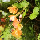 베고니아 이미지