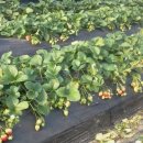 옥분농장 이미지