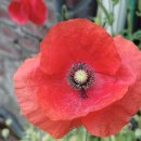 홍천중앙시장 이미지