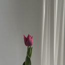 애니데이플라워