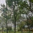 경기도 화성시 묘목시장] 살구나무 근경 : R12~18점 판매 목대.작상가능 판매 하는곳 이미지