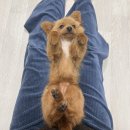 복복케이스 이미지