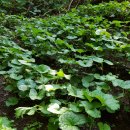 청정농장 이미지