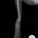 24시 에피소드 동물 메디컬 센터 이미지