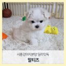 딜라잇독 이미지