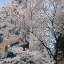뮤직이너스 코인노래연습장 양재점 | 늦게 올리는 3월말~4월 일상 : 코노, 60계치킨, 아웃백, 코코이찌방야, 라멘