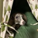 멍스타그램 이미지