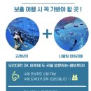 필리핀 보홀 고래상어 나팔링 정어리 스노쿨링 놀다보홀 솔직후기