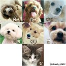 슈냥이네