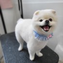 동행펫살롱 이미지