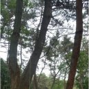 킹콩놀이터