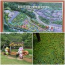 [토토걷 후기] 2021년 6월 26일 대구 올레 &#39;천년의 바람 소리길&#39;❤