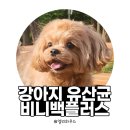 (주)베네플러스 | [실제 사용 후기] 내돈내산 강아지 유산균 비니백 플러스, 영양제 후기