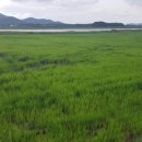 엔케이팜 | (이삭거름주는 시기, 삼광 동진찰벼 이삭거름주기, 엔케이24) 24~25일