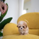 조이퍼피 강아지분양 이미지