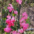 공주산림휴양마을 이미지