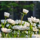 중앙공원1단계 방문자센터 | [갤s26u] 서울식물원 봄꽃