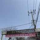 삼도1동경로당 | 2026 제주 전농로 벚꽃 없는 벚꽃축제 :3월 제주여행 가볼만한 곳 개화 현황 실시간 주차 후기