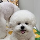 엔젤스 도그 네이버블로그