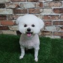 쭈 애견미용 이미지