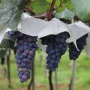 세계 와인 인문학 이미지