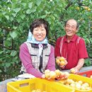 억대부농을 소개합니다 ⑤ “살구 키울수록 오묘해…수확시기 잘 맞춰야” / “보현산 밤맞감자…울산 경매장서 최상품 대접” 이미지