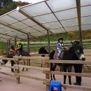 숲속 동키마을 캠핑장 이미지