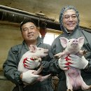 돼지새끼 이미지
