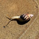 몽키김밥 | 토게 레스토랑, 더 카욘 정글 체크인 케피투 레스토랑 발리스윙&amp;몽키 포레스트 후기 발리 트로피칼뷰 우붓